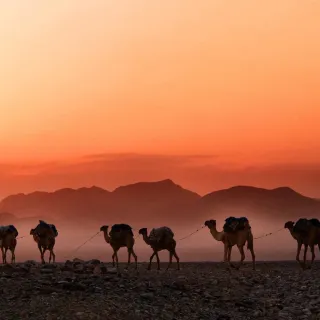 A caravan of camels in the desert. The sun sets and paints the sky orange. Mountains are visible in the background.